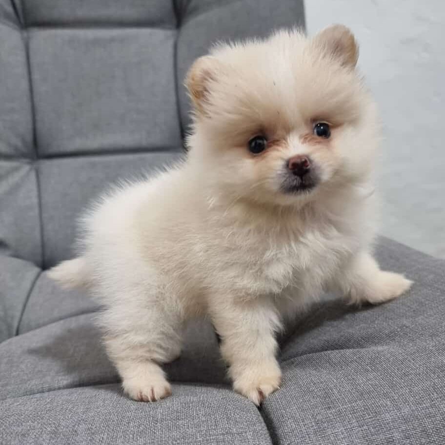 Pomerania puppies for sale