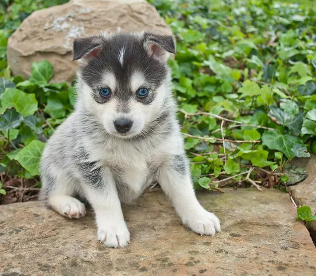 pomsky Puppies for sale