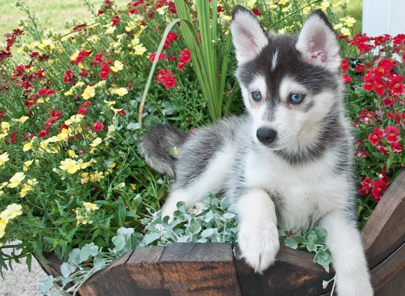 pomsky puppies for sale near me