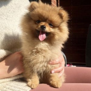 Pomerania puppies for sale