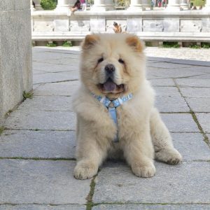 chow chow puppies for sale