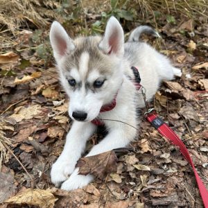 huskey puppies for sale