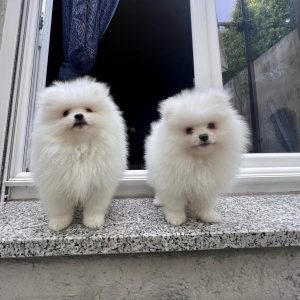 Pomerania puppies for sale