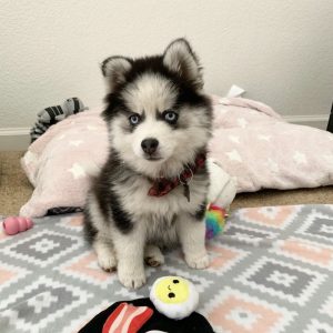 pomsky puppies for sale