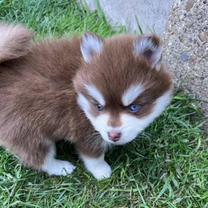 pomsky puppies for sale