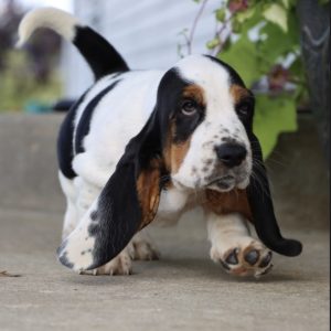 Basset puppies for sale