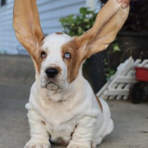 Basset puppies for sale