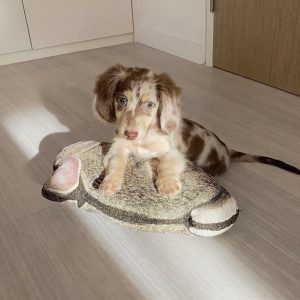 Dachshund puppies for sale