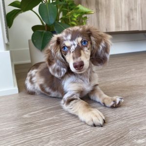 Dachshund puppies for sale