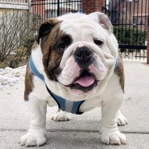 English Bulldog puppies for sale