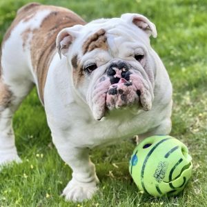 English Bulldog puppies for sale