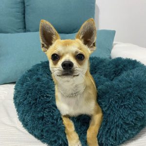 Chihuahua puppies for sale