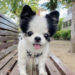 Chihuahua puppies for sale