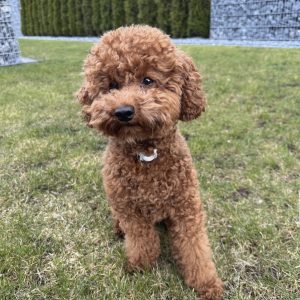 Poodle puppies for sale