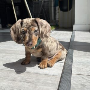 Dachshund puppies for sale