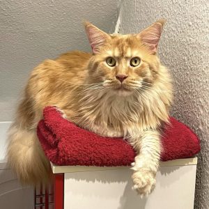 Mainecoon kitten for sale