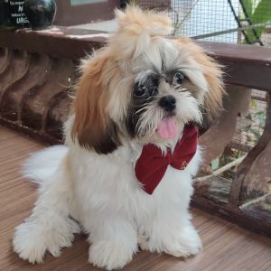 Shi tzu puppies for sale