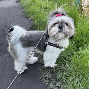 Shi tzu puppies for sale