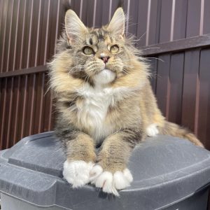 Mainecoon kitten for sale